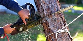 Best Palm Tree Trimming  in Nicholson, MS