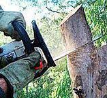 Best Arborist Consultation Services  in Nicholson, MS