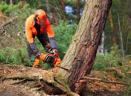 Best Pest Control for Lawns  in Nicholson, MS
