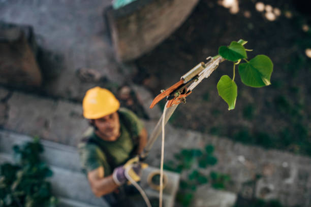 Best Hazardous Tree Removal  in Nicholson, MS