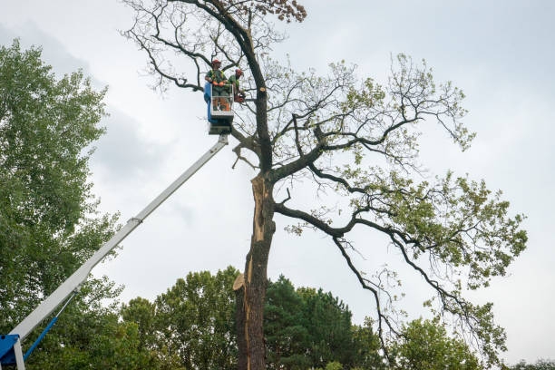 Best Tree Preservation Services  in Nicholson, MS