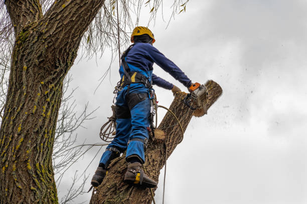 Nicholson, MS Tree Services Company