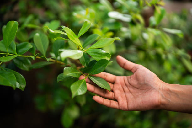Best Tree and Shrub Care  in Nicholson, MS