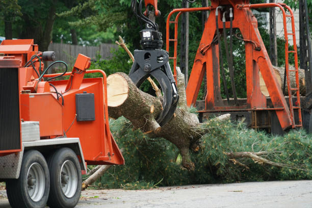 How Our Tree Care Process Works  in  Nicholson, MS