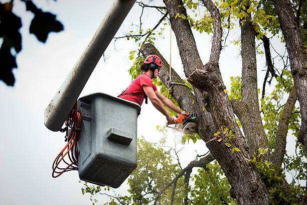 How Our Tree Care Process Works  in  Nicholson, MS