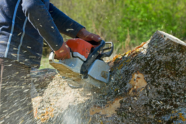 Tree and Shrub Care in Nicholson, MS